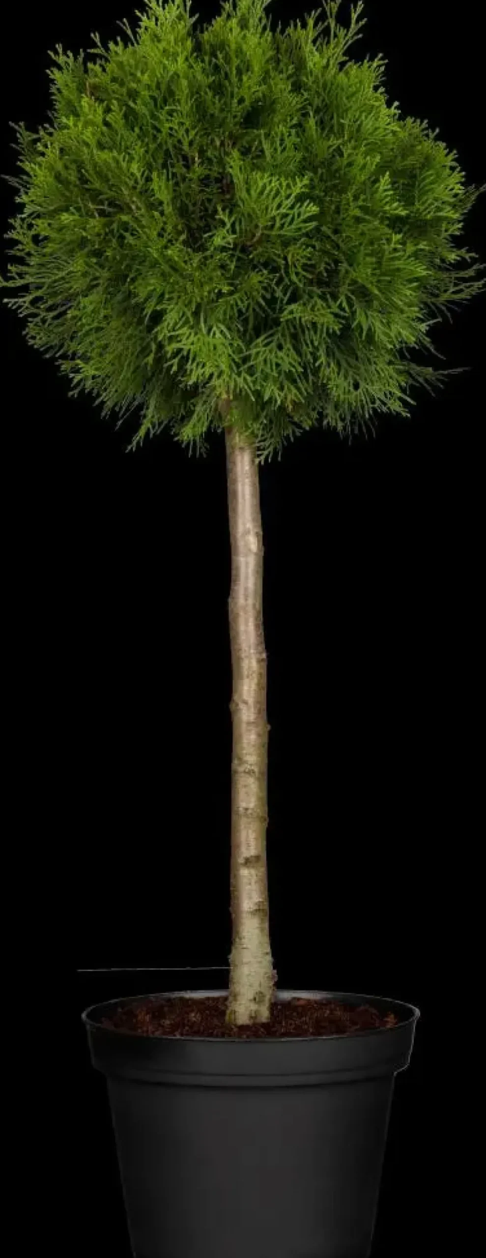 Thuja occidentalis 'Brabant' (Westerse levensboom 'Brabant')