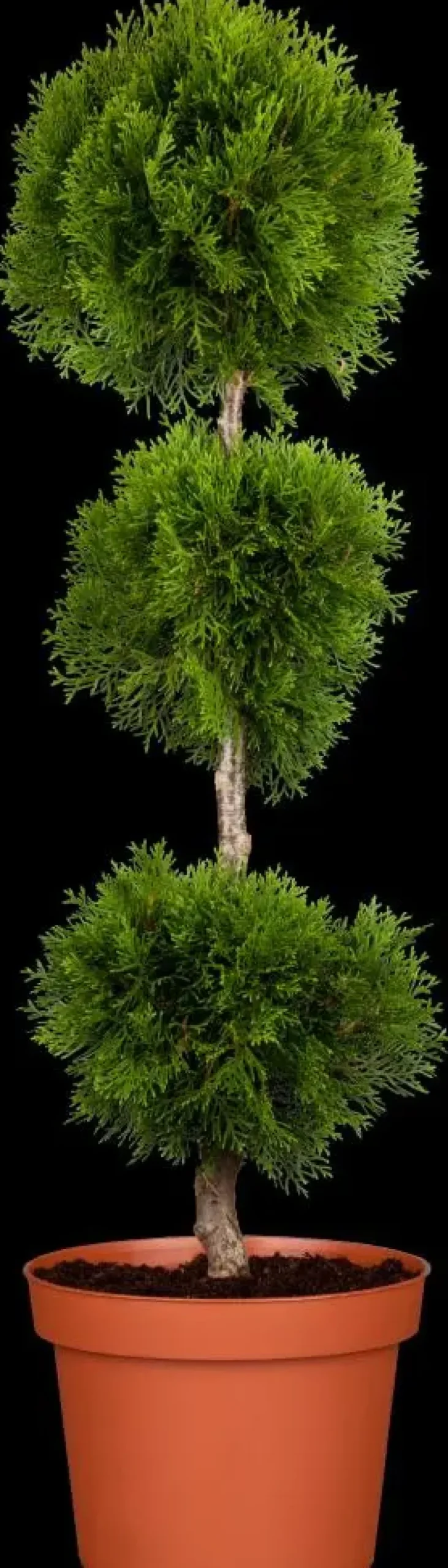 Thuja occidentalis 'Brabant' (Westerse levensboom 'Brabant')