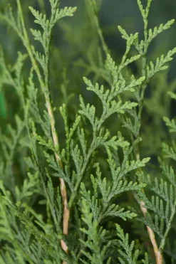 Thuja occidentalis 'Brabant' (Westerse levensboom 'Brabant')