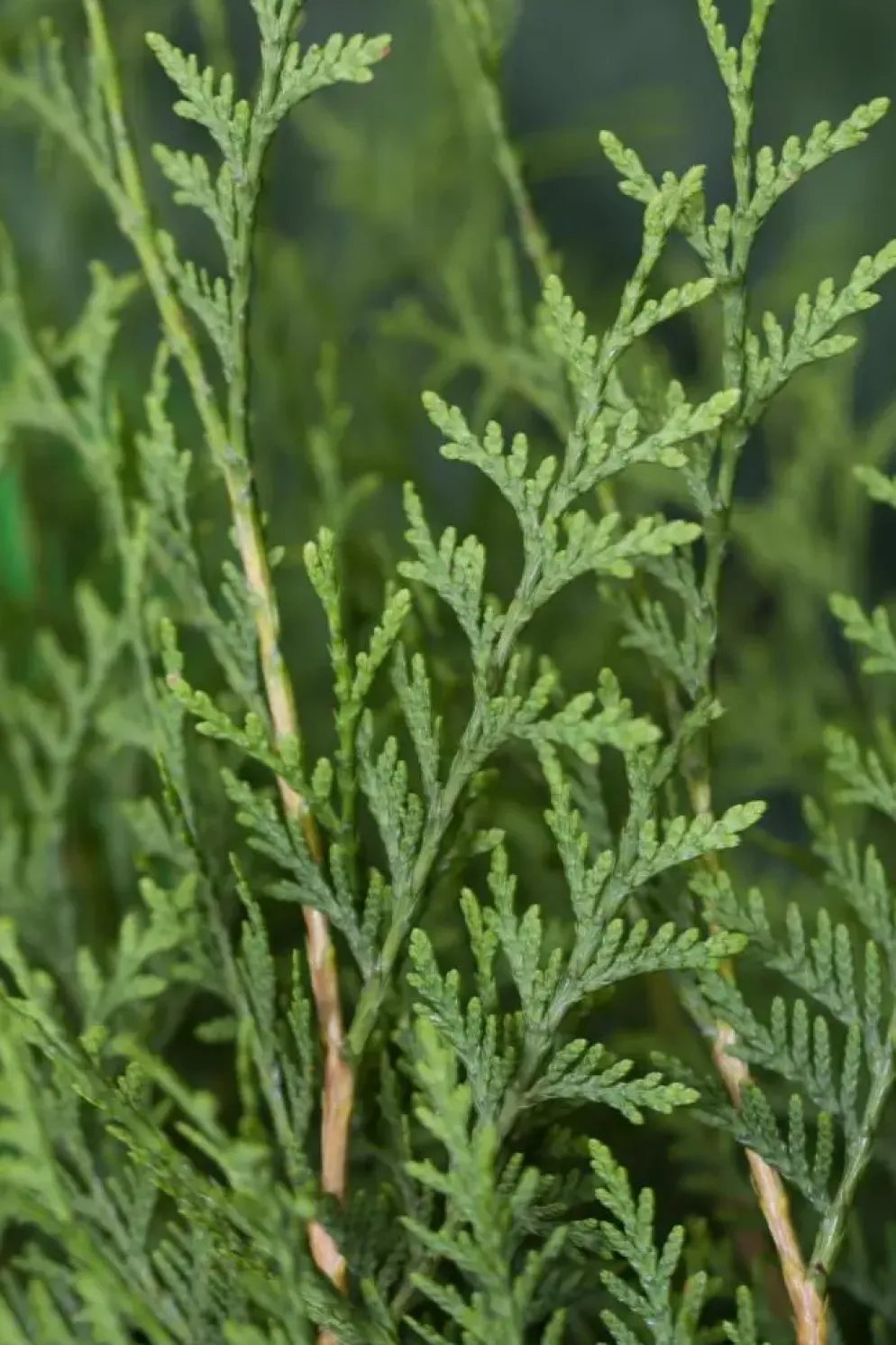 Thuja occidentalis 'Brabant' (Westerse levensboom 'Brabant')