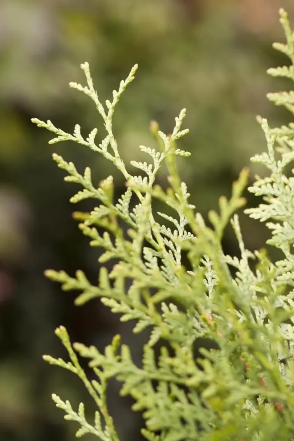 Thuja occidentalis 'Brabant' (Westerse levensboom 'Brabant')