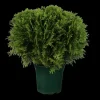 Thuja occidentalis 'Danica' (Westerse levensboom 'Danica')