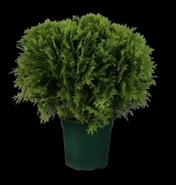 Thuja occidentalis 'Danica' (Westerse levensboom 'Danica')