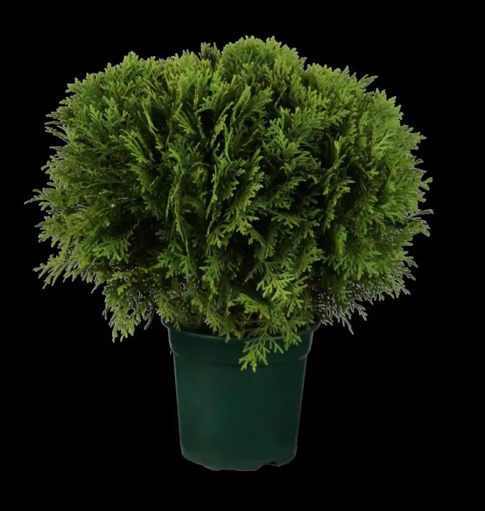 Thuja occidentalis 'Danica' (Westerse levensboom 'Danica')