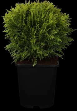 Thuja occidentalis 'Danica' (Westerse levensboom 'Danica')