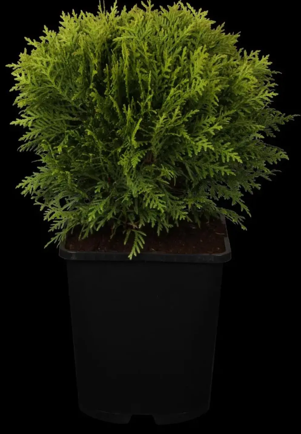 Thuja occidentalis 'Danica' (Westerse levensboom 'Danica')