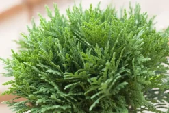 Thuja occidentalis 'Danica' (Westerse levensboom 'Danica')
