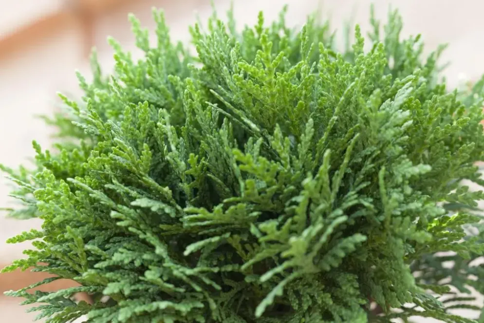 Thuja occidentalis 'Danica' (Westerse levensboom 'Danica')