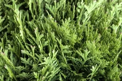 Thuja occidentalis 'Danica' (Westerse levensboom 'Danica')