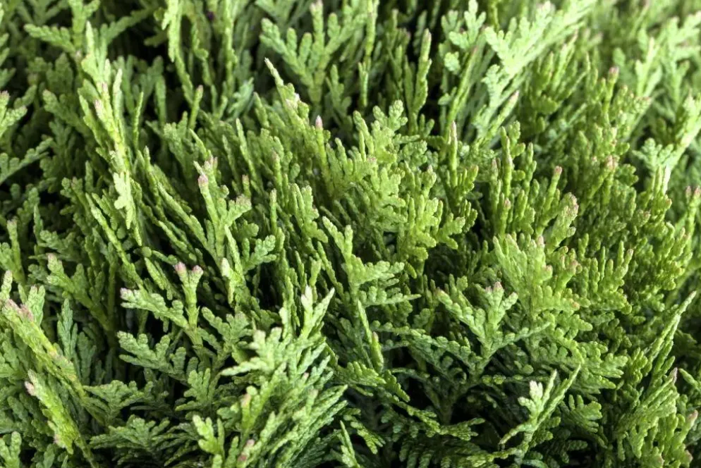 Thuja occidentalis 'Danica' (Westerse levensboom 'Danica')