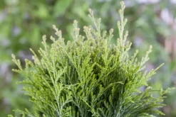 Thuja occidentalis 'Danica' (Westerse levensboom 'Danica')