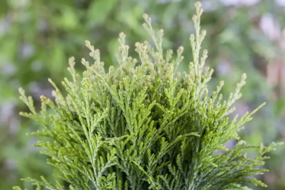 Thuja occidentalis 'Danica' (Westerse levensboom 'Danica')