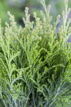 Thuja occidentalis 'Danica' (Westerse levensboom 'Danica')