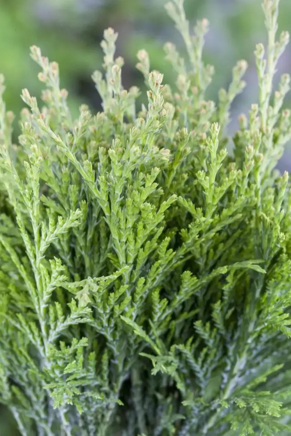 Thuja occidentalis 'Danica' (Westerse levensboom 'Danica')