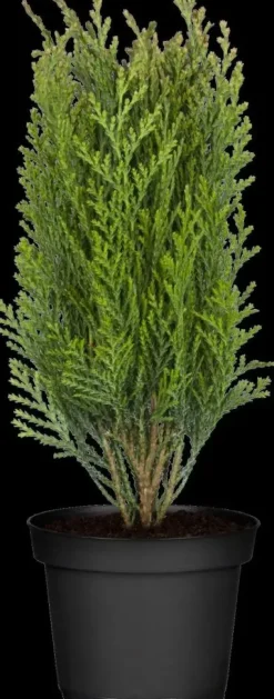 Thuja occidentalis 'Danica' (Westerse levensboom 'Danica')