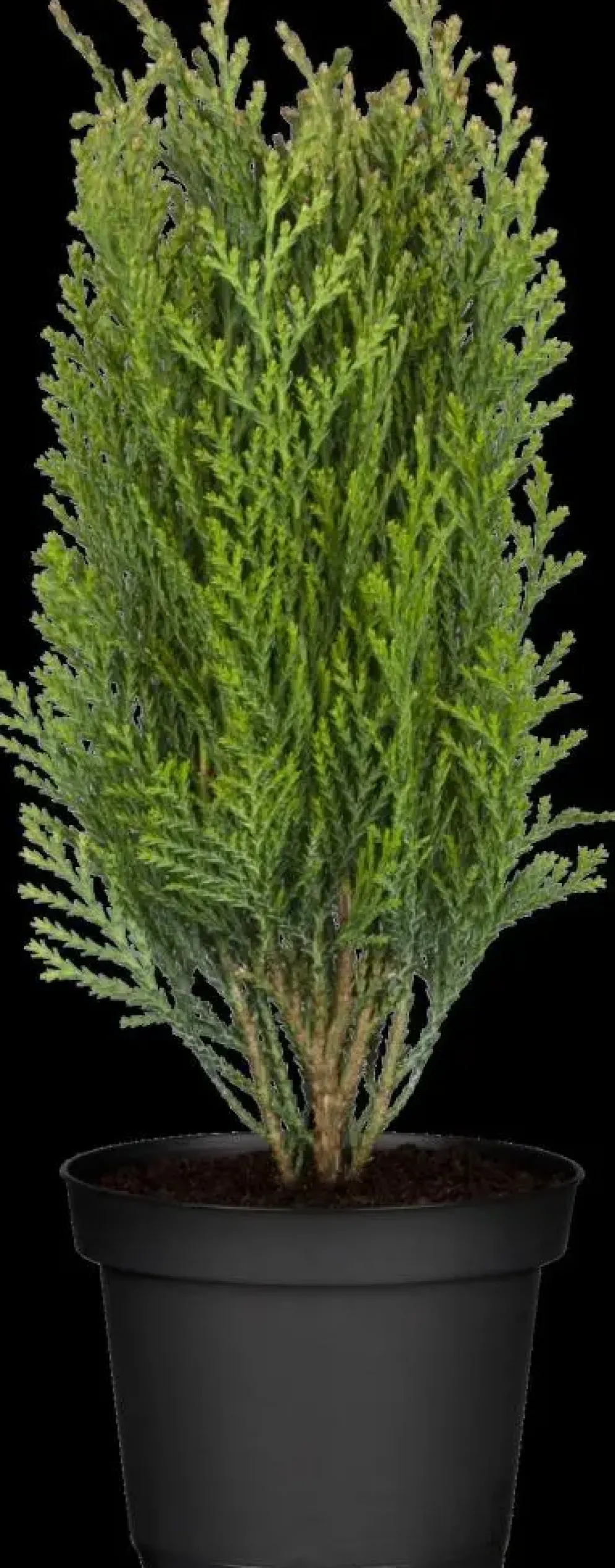 Thuja occidentalis 'Danica' (Westerse levensboom 'Danica')