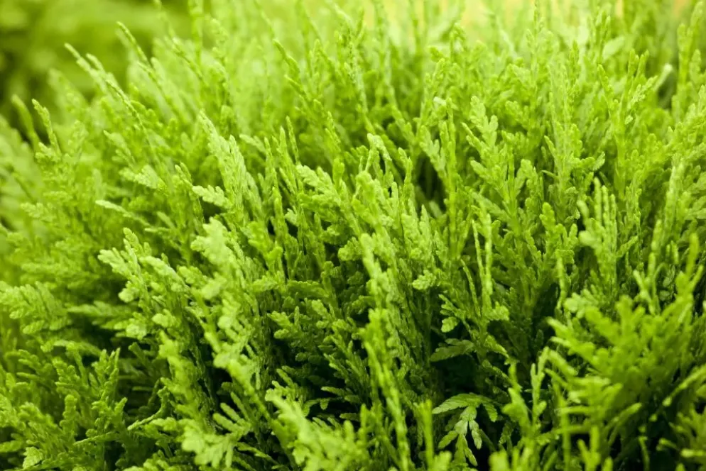Thuja occidentalis 'Danica' (Westerse levensboom 'Danica')