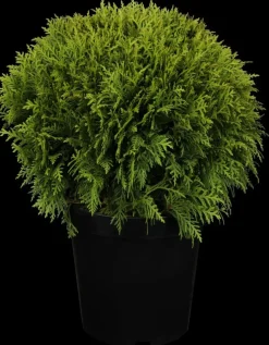Thuja occidentalis 'Danica' (Westerse levensboom 'Danica')