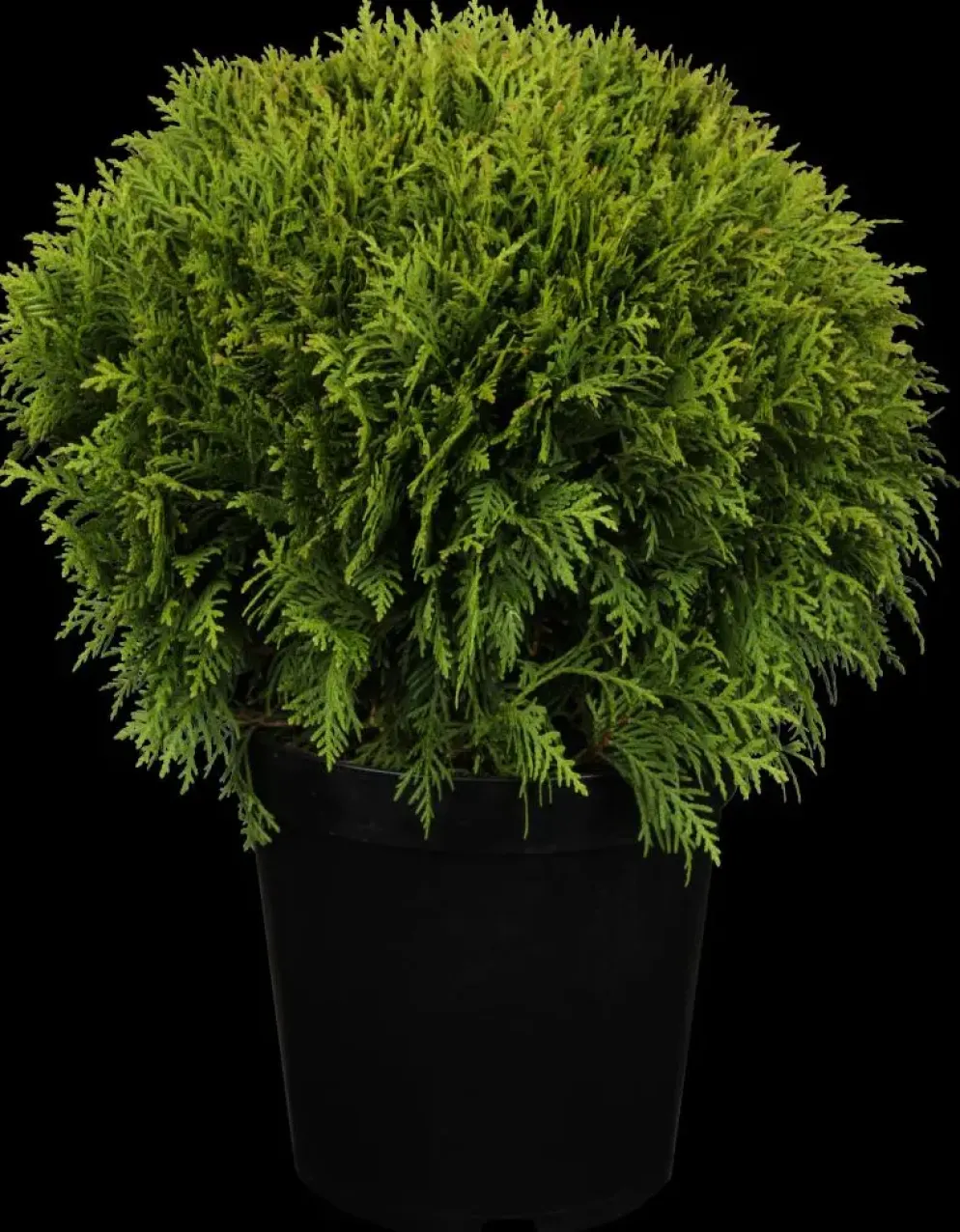 Thuja occidentalis 'Danica' (Westerse levensboom 'Danica')