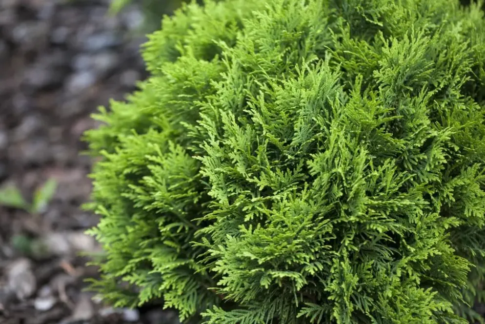 Thuja occidentalis 'Danica' (Westerse levensboom 'Danica')