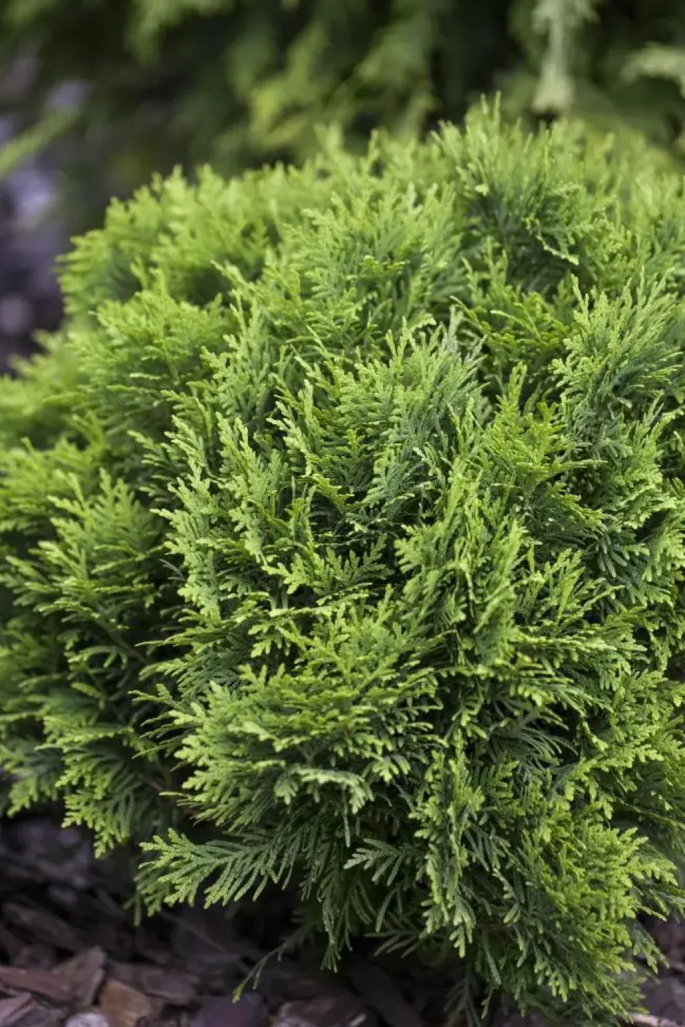 Thuja occidentalis 'Danica' (Westerse levensboom 'Danica')