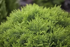 Thuja occidentalis 'Danica' (Westerse levensboom 'Danica')