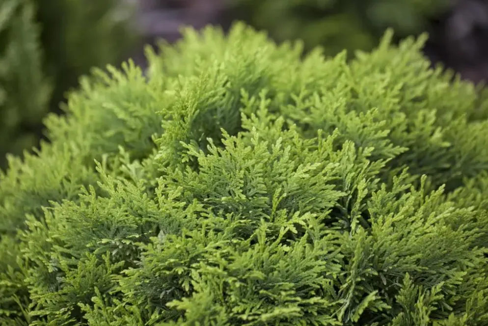 Thuja occidentalis 'Danica' (Westerse levensboom 'Danica')