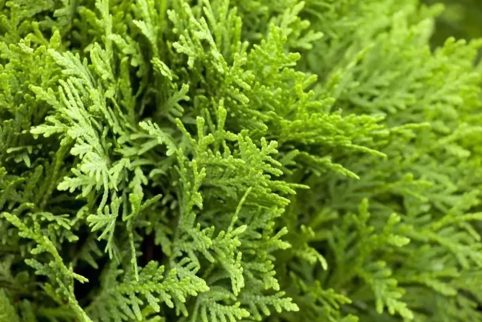 Thuja occidentalis 'Danica' (Westerse levensboom 'Danica')