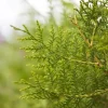 Thuja occidentalis 'King of Brabant'® (Westerse levensboom 'King of Brabant'®)