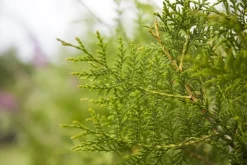 Thuja occidentalis 'King of Brabant'® (Westerse levensboom 'King of Brabant'®)