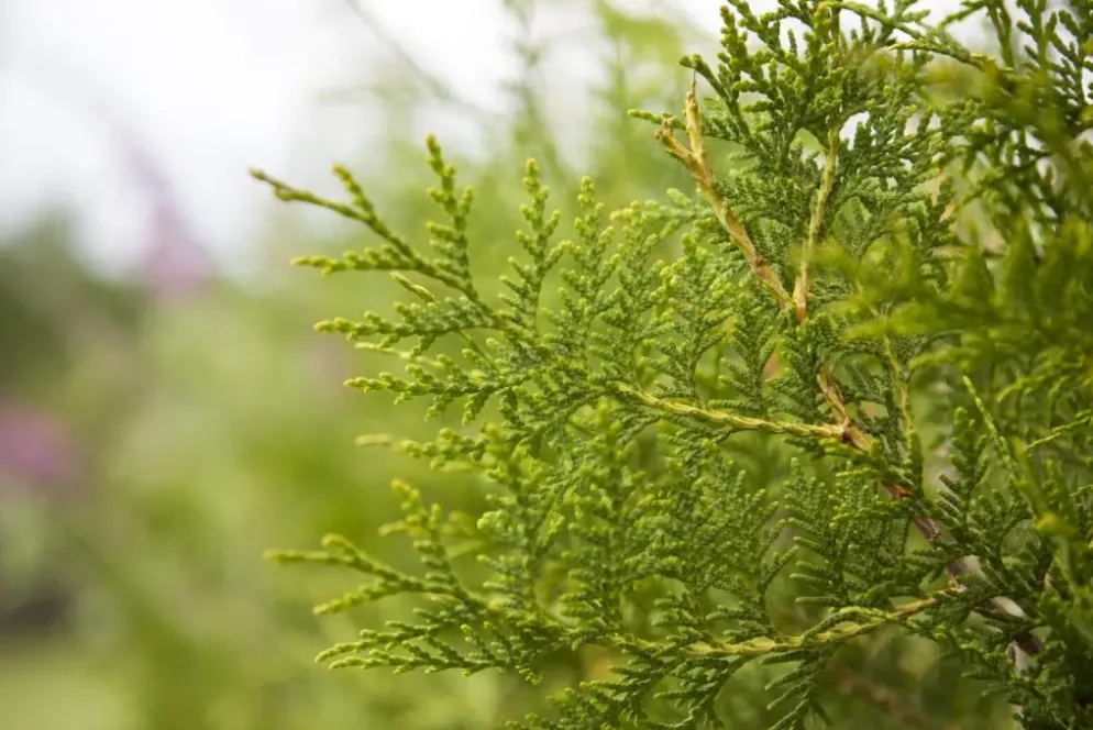 Thuja occidentalis 'King of Brabant'® (Westerse levensboom 'King of Brabant'®)