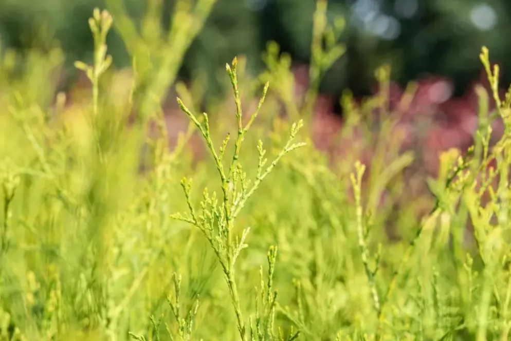 Thuja occidentalis 'King of Brabant'® (Westerse levensboom 'King of Brabant'®)