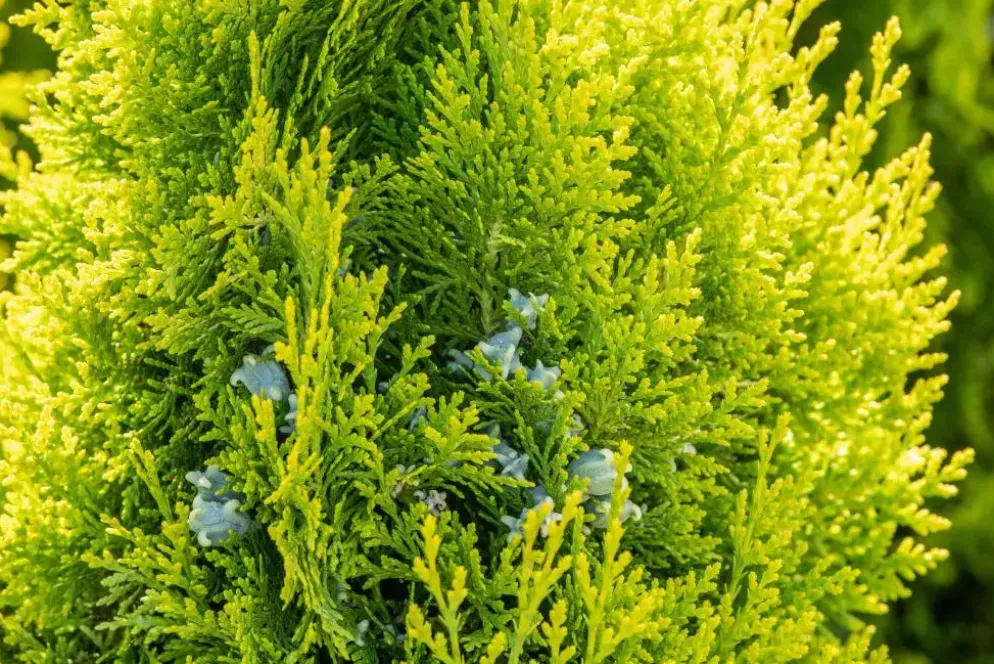 Thuja occidentalis 'King of Brabant'® (Westerse levensboom 'King of Brabant'®)