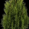Thuja occidentalis 'Smaragd' (Westerse levensboom 'Smaragd')
