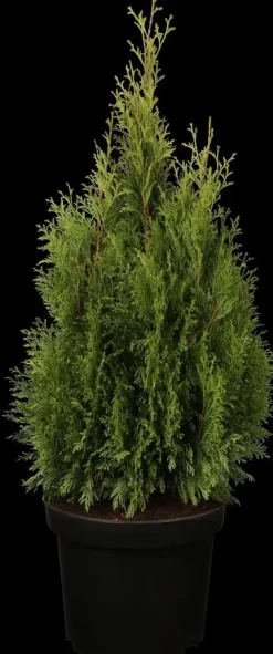 Thuja occidentalis 'Smaragd' (Westerse levensboom 'Smaragd')
