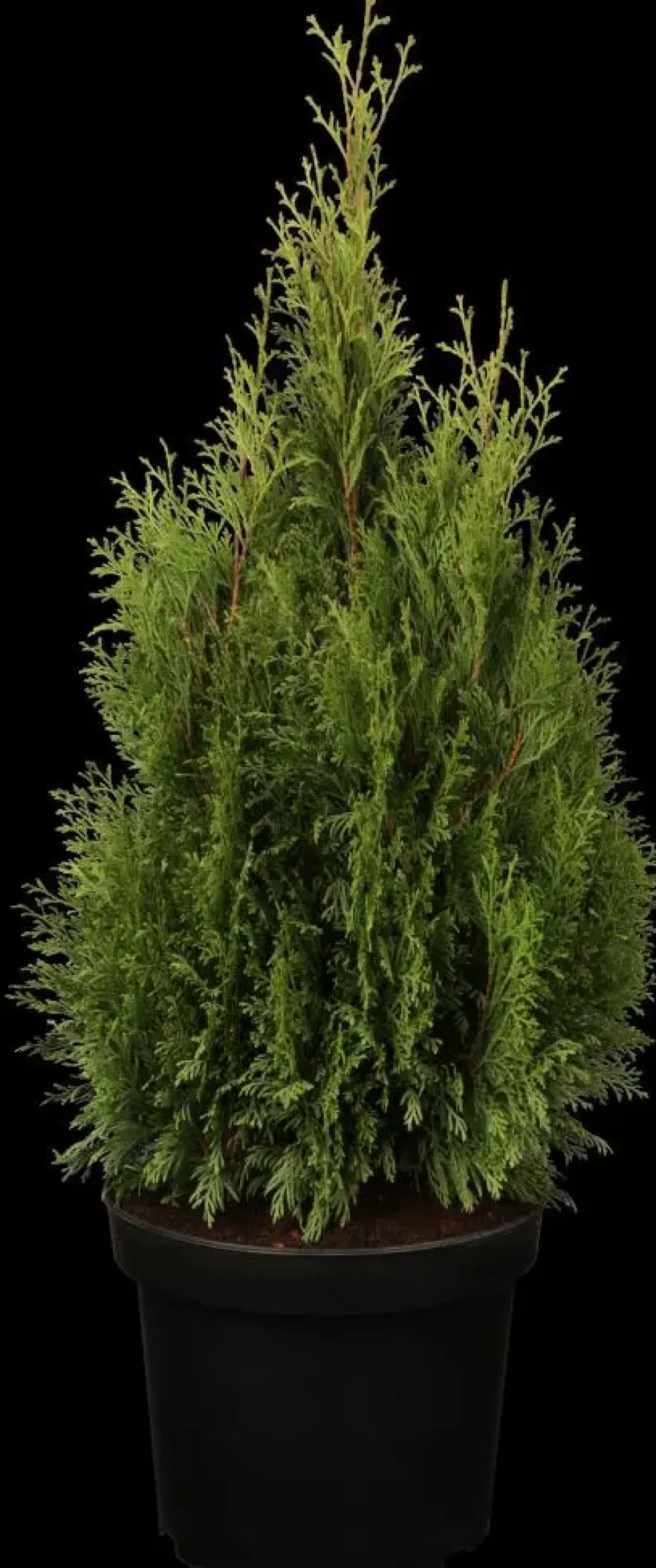 Thuja occidentalis 'Smaragd' (Westerse levensboom 'Smaragd')