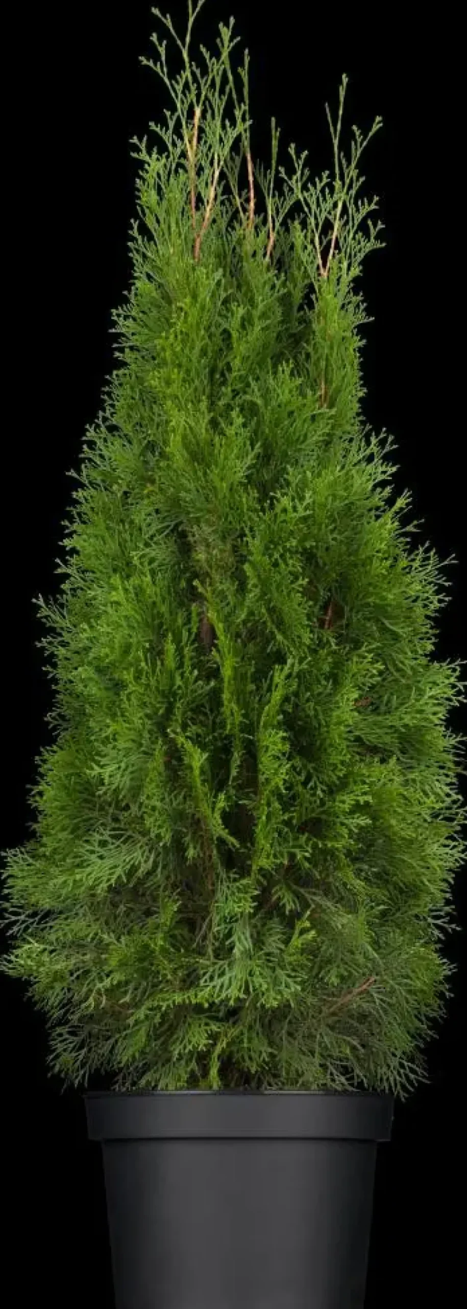 Thuja occidentalis 'Smaragd' (Westerse levensboom 'Smaragd')