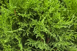 Thuja occidentalis 'Smaragd' (Westerse levensboom 'Smaragd')