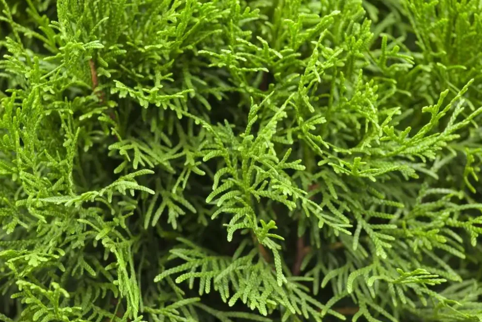 Thuja occidentalis 'Smaragd' (Westerse levensboom 'Smaragd')
