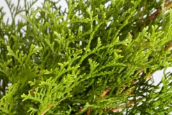 Thuja occidentalis 'Smaragd' (Westerse levensboom 'Smaragd')