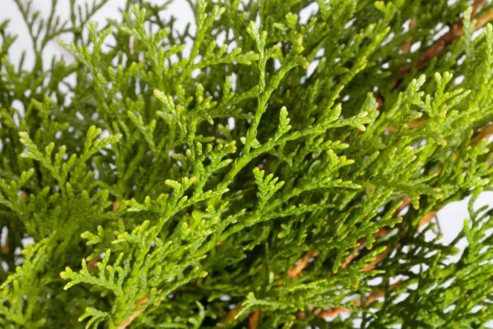 Thuja occidentalis 'Smaragd' (Westerse levensboom 'Smaragd')