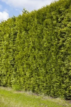Thuja occidentalis 'Smaragd' (Westerse levensboom 'Smaragd')
