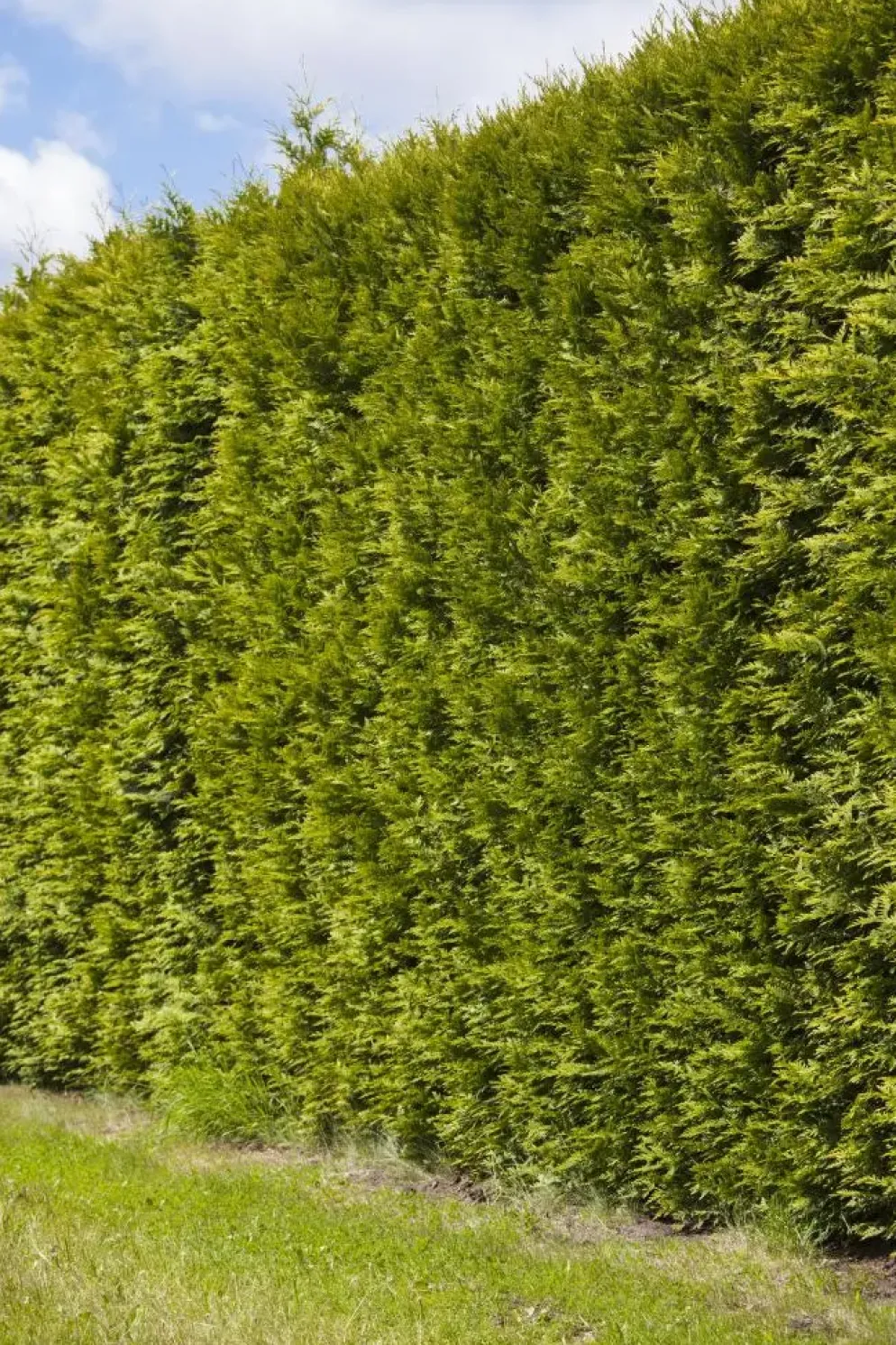 Thuja occidentalis 'Smaragd' (Westerse levensboom 'Smaragd')