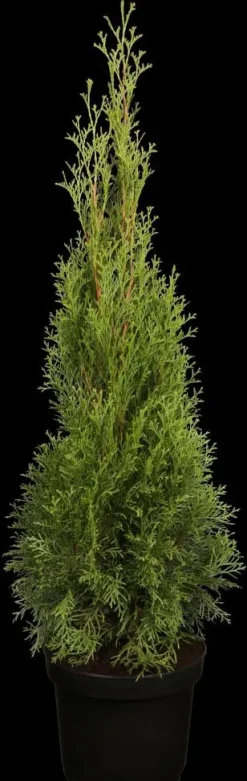 Thuja occidentalis 'Smaragd' (Westerse levensboom 'Smaragd')