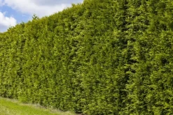 Thuja occidentalis 'Smaragd' (Westerse levensboom 'Smaragd')