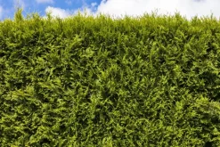 Thuja occidentalis 'Smaragd' (Westerse levensboom 'Smaragd')