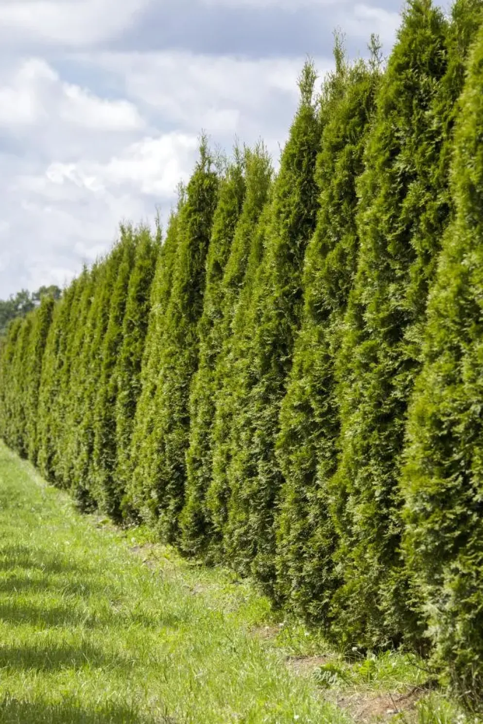 Thuja occidentalis 'Smaragd' (Westerse levensboom 'Smaragd')
