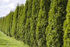 Thuja occidentalis 'Smaragd' (Westerse levensboom 'Smaragd')