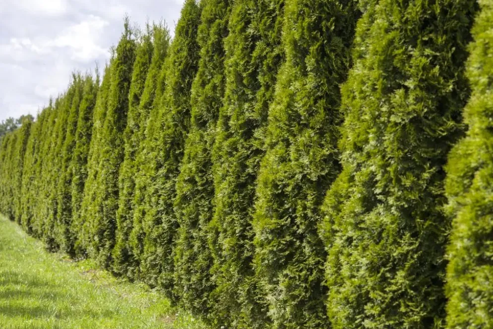 Thuja occidentalis 'Smaragd' (Westerse levensboom 'Smaragd')