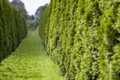 Thuja occidentalis 'Smaragd' (Westerse levensboom 'Smaragd')